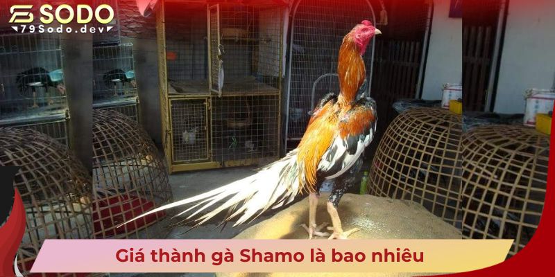 Giá thành gà Shamo là bao nhiêu