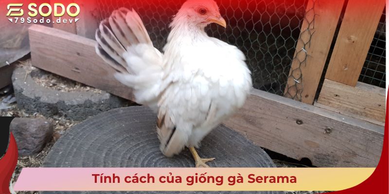 Tính cách của giống gà Serama