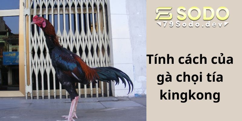 Tính cách của gà chọi tía kingkong