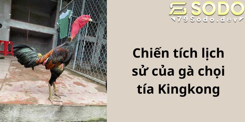 Chiến tích lịch sử của gà chọi tía Kingkong