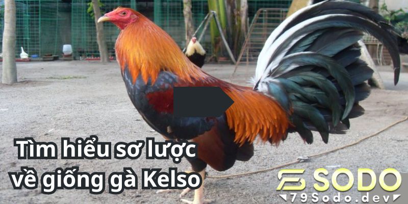 Tìm hiểu sơ lược về giống gà Kelso
