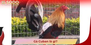 Gà Cuban là gì?