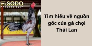 Tìm hiểu về nguồn gốc của gà chọi Thái Lan