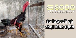 Sơ lược về gà chọi Bình Định